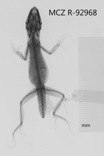 Media type: image;   Herpetology R-92968 Aspect: dorsoventral x-ray